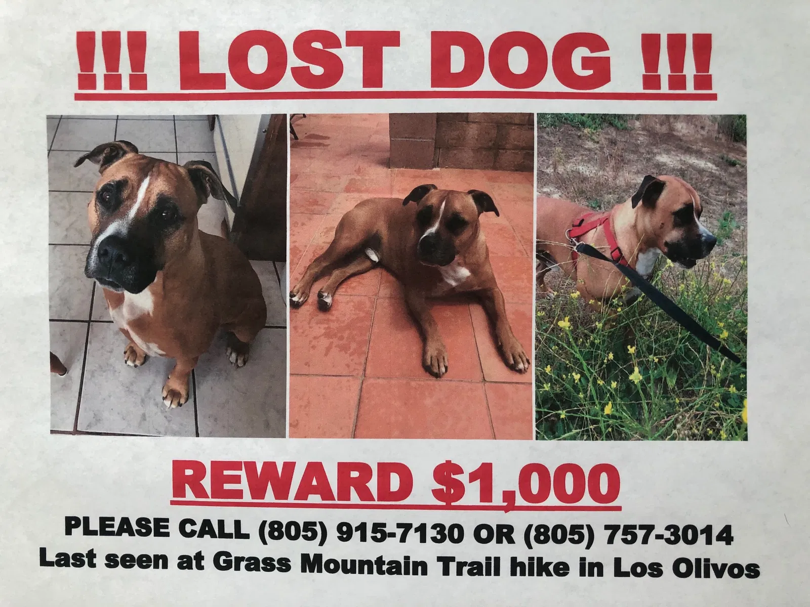 Lost dog in Santa Ynez, CA, 93460