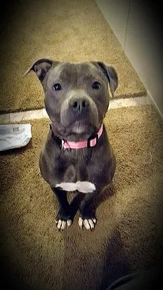 Lost dog in Saint James, MO, 65559