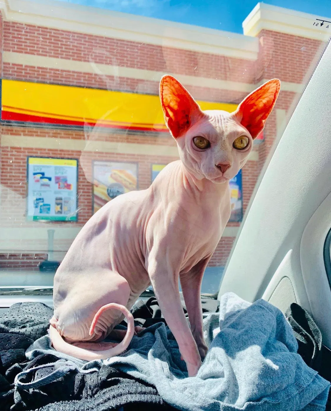 Lost cat in Hollywood, FL, 33020