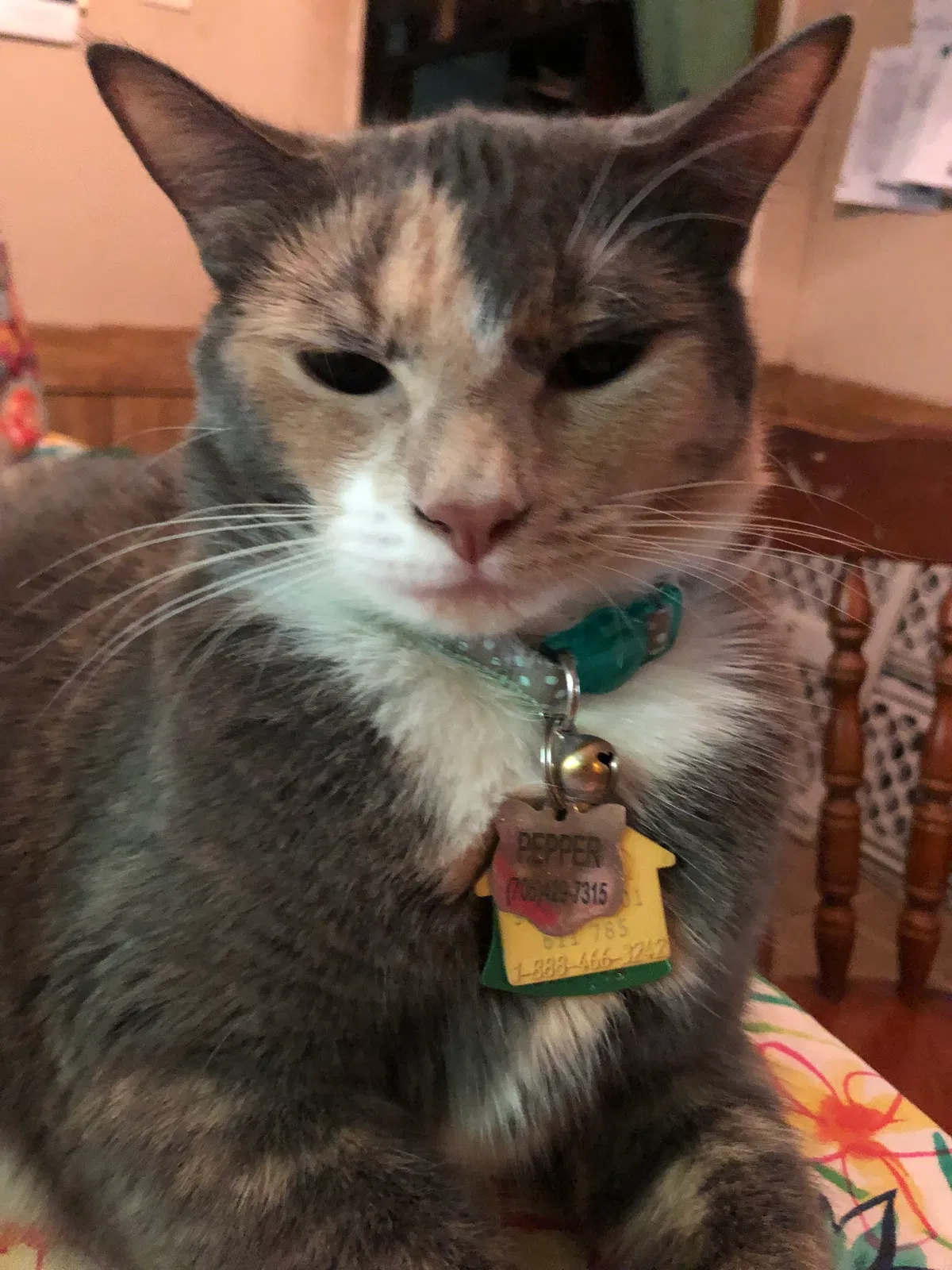 Lost cat in Dahlonega, GA, 30533
