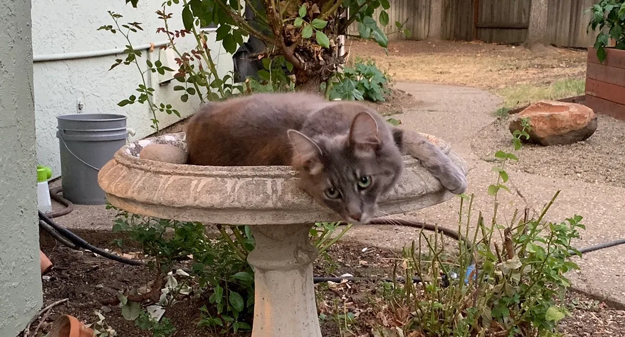 Lost cat in Fair Oaks, CA, 95628