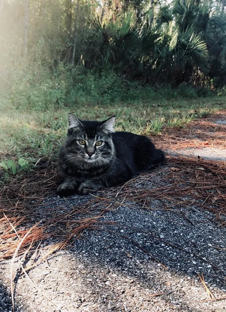 Lost cat in North Port, FL, 34286