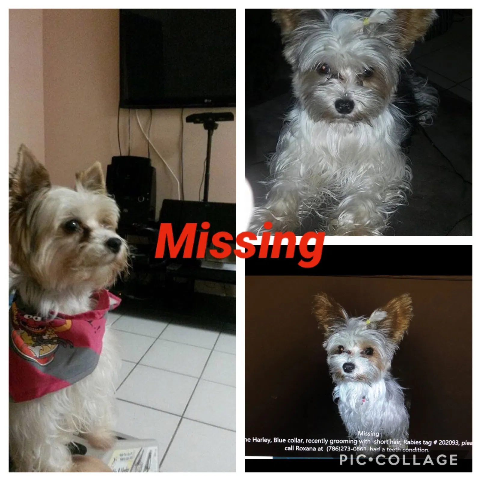 Lost dog in Homestead, FL, 33033