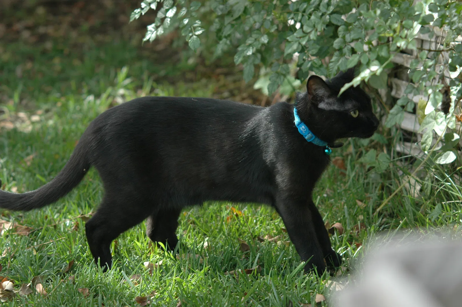 Lost cat in Orange, CA, 92865