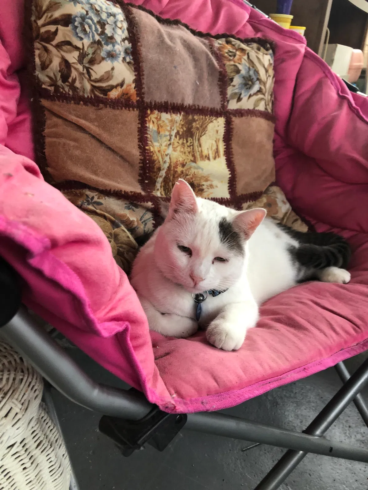 Lost cat in Lafayette, MN, 56054