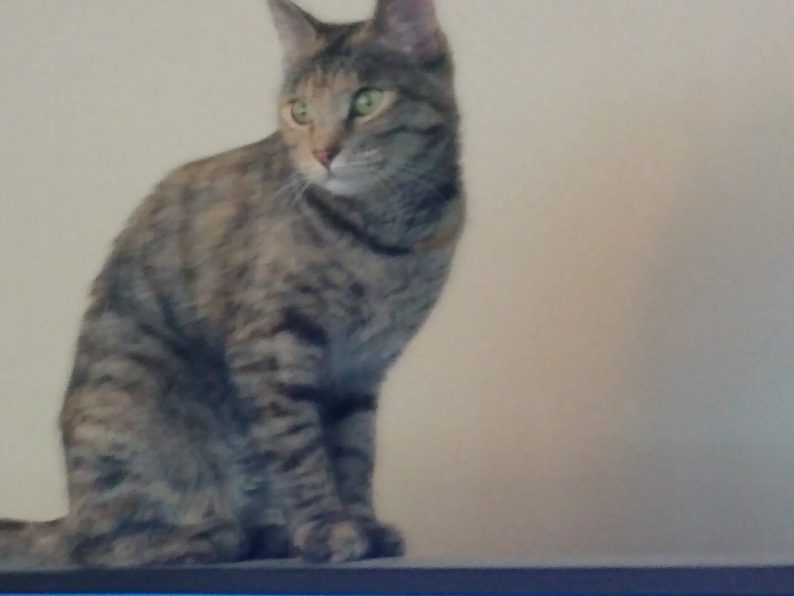 Lost cat in Independence, MO, 64055