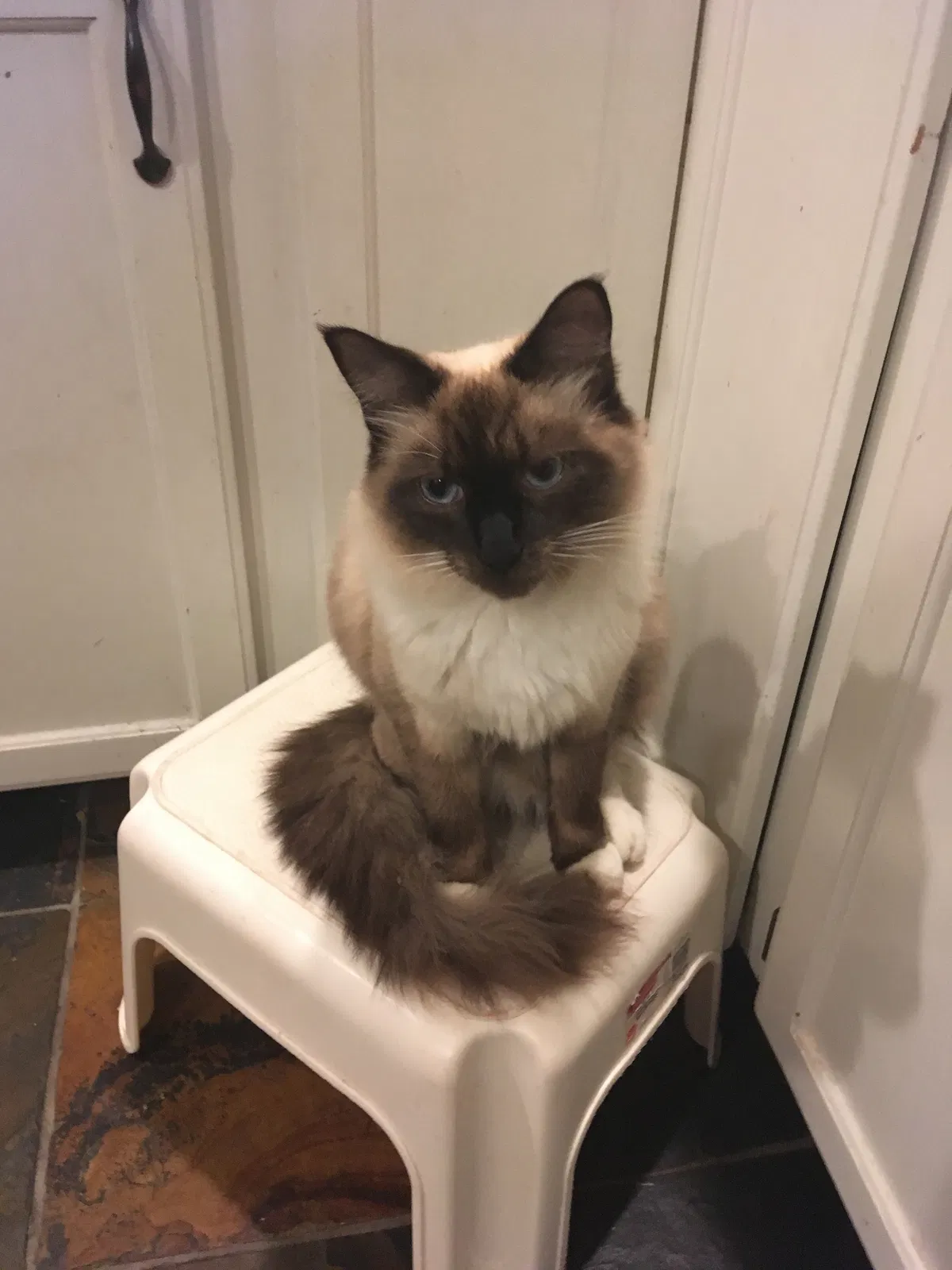 Lost cat in Olympia, WA, 98501