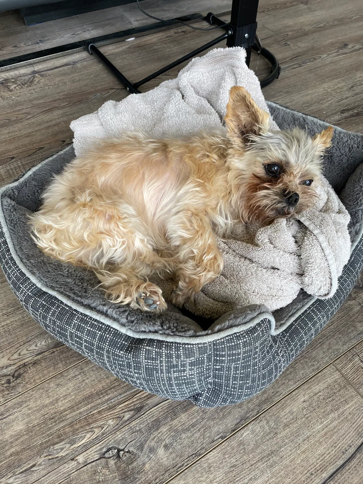 Lost dog in Solon, OH, 44139