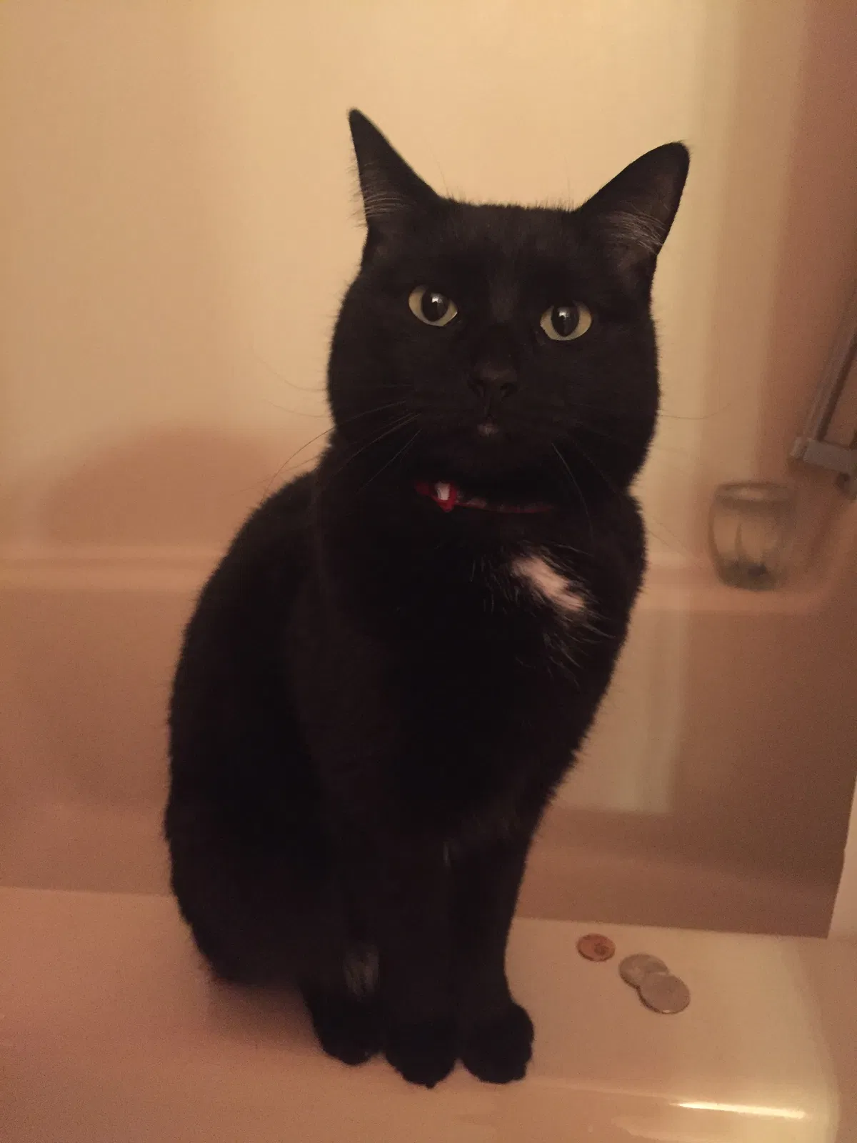 Lost cat in Cohoes, NY, 12047