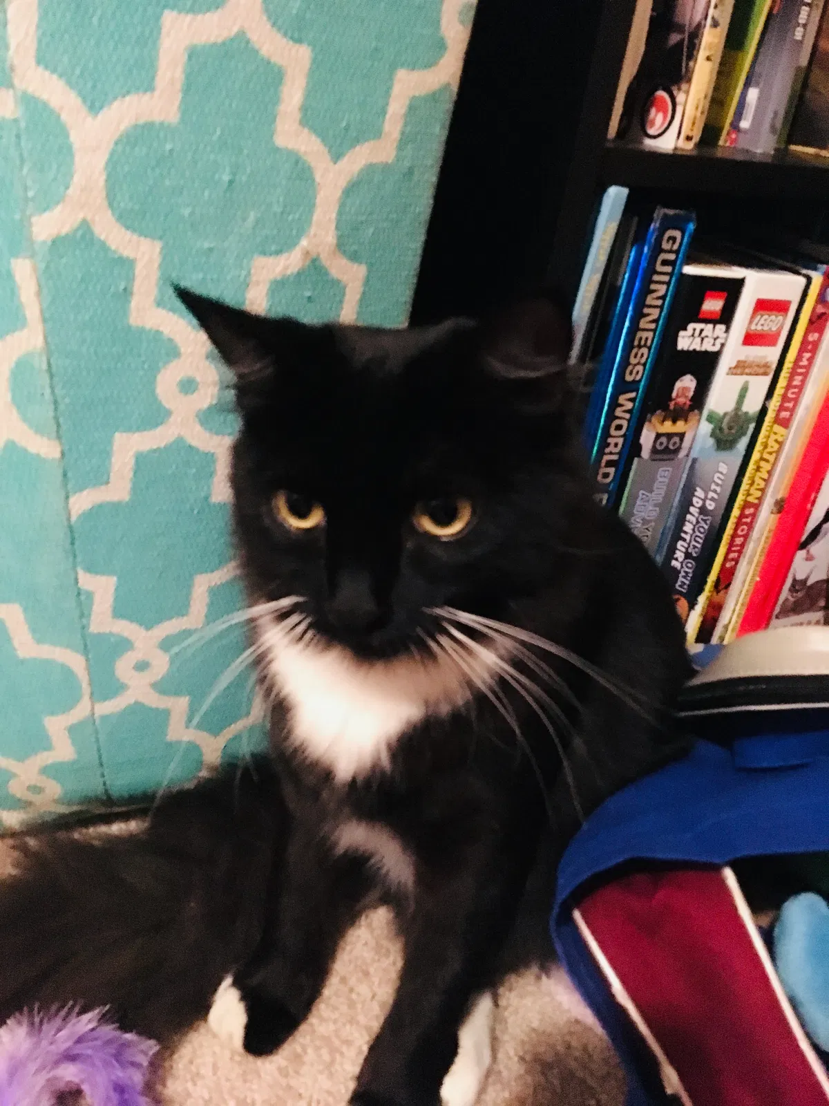 Lost cat in Olympia, WA, 98501