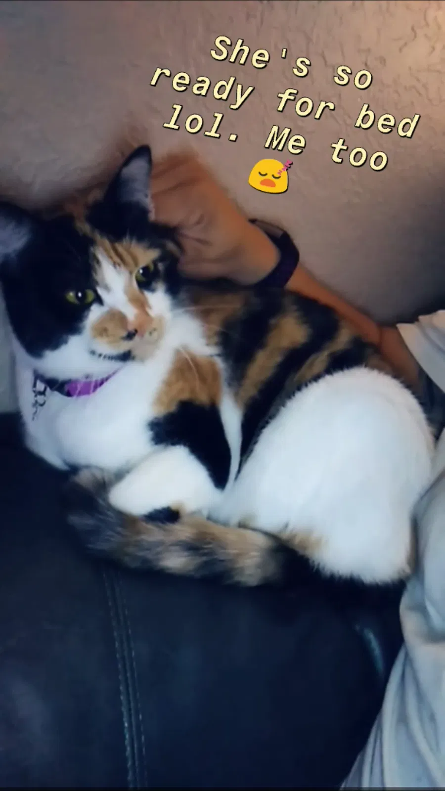 Lost cat in Modesto, CA, 95355