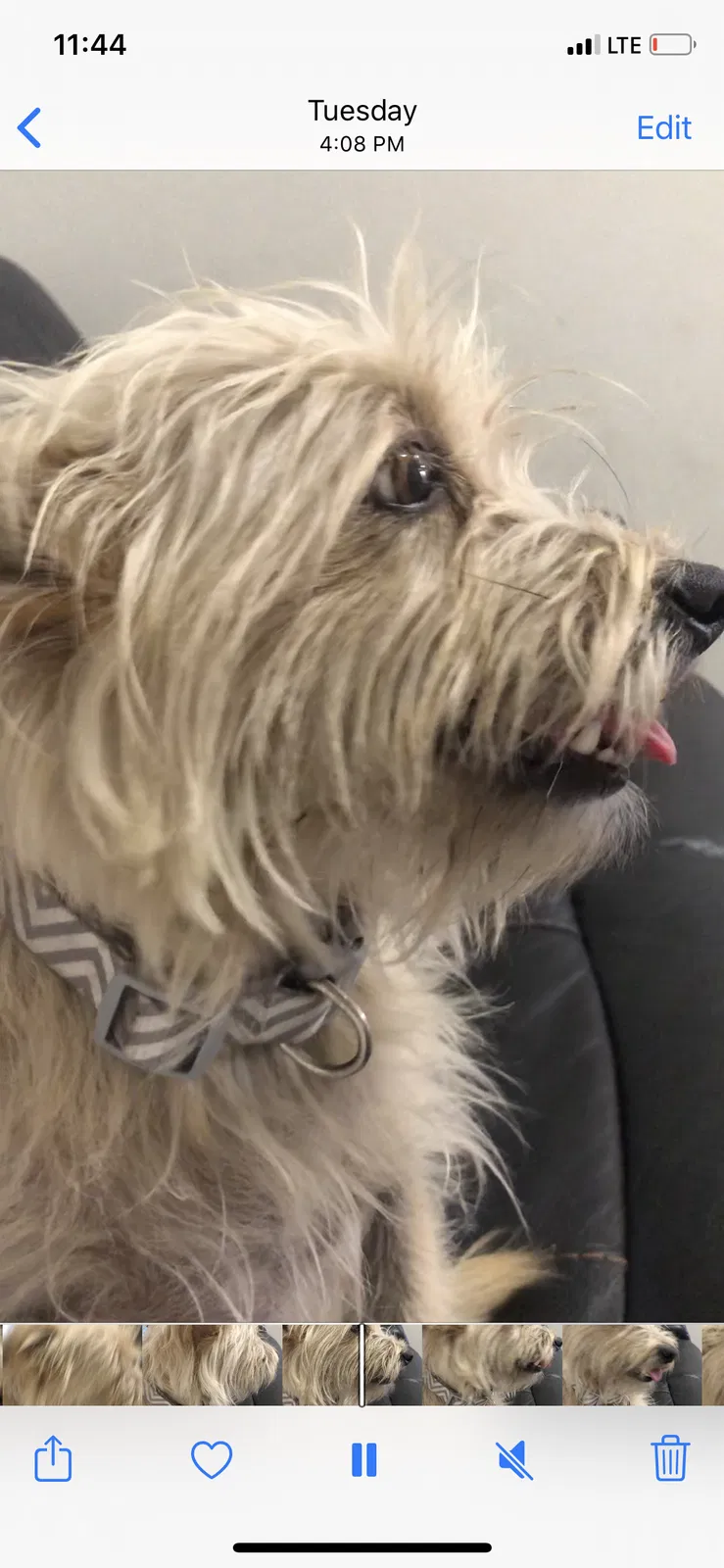 Lost dog in Inglewood, CA, 90302