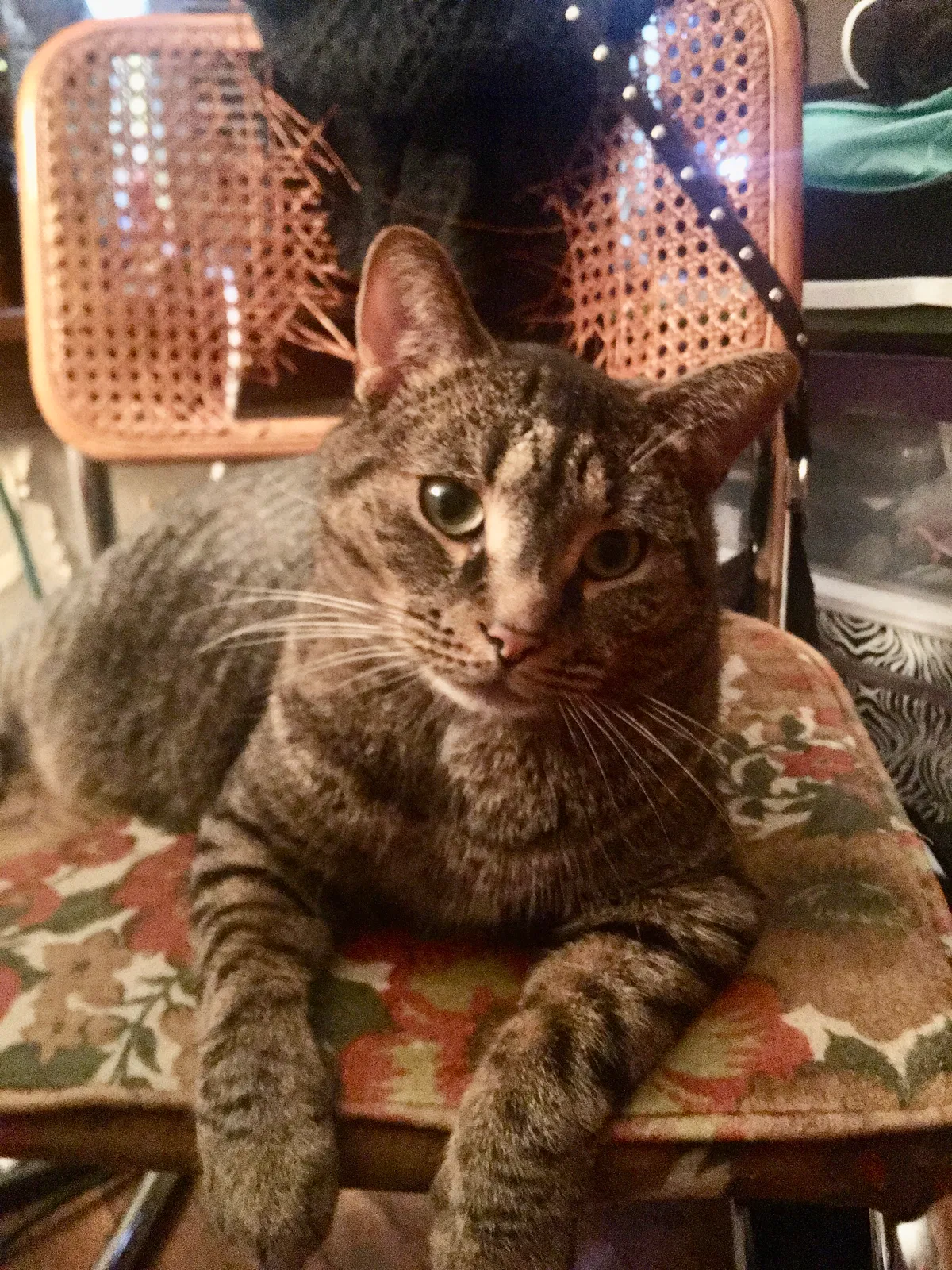 Lost cat in Columbus, OH, 43211