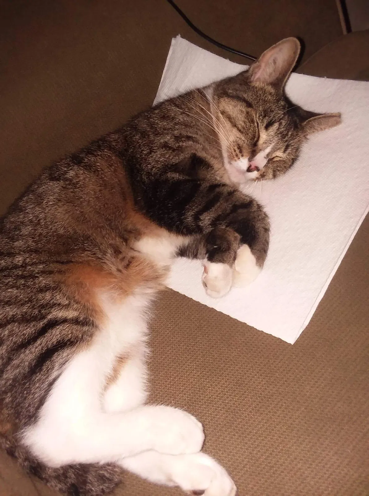 Lost cat in Red Lion, PA, 17356