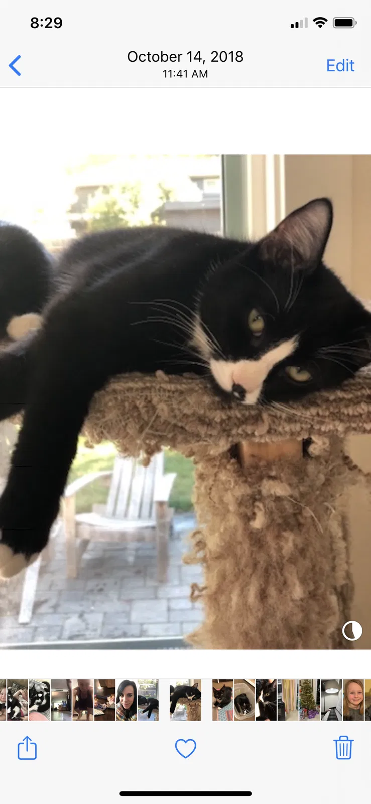 Lost cat in Seattle, WA, 98117