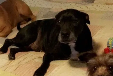 Lost dog in Middleburg, FL, 32068