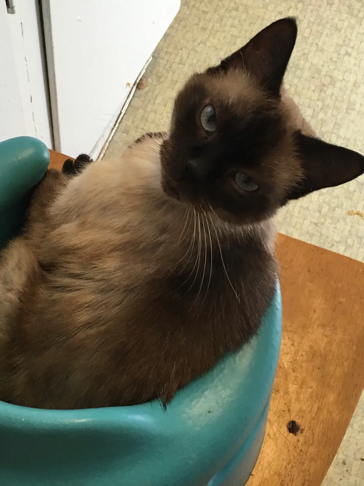 Lost cat in Asheville, NC, 28801