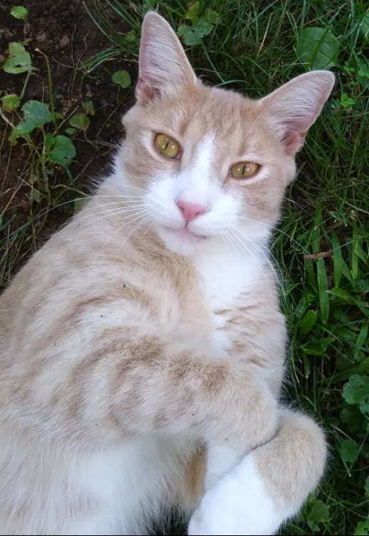 Lost cat in Winston Salem, NC, 27105