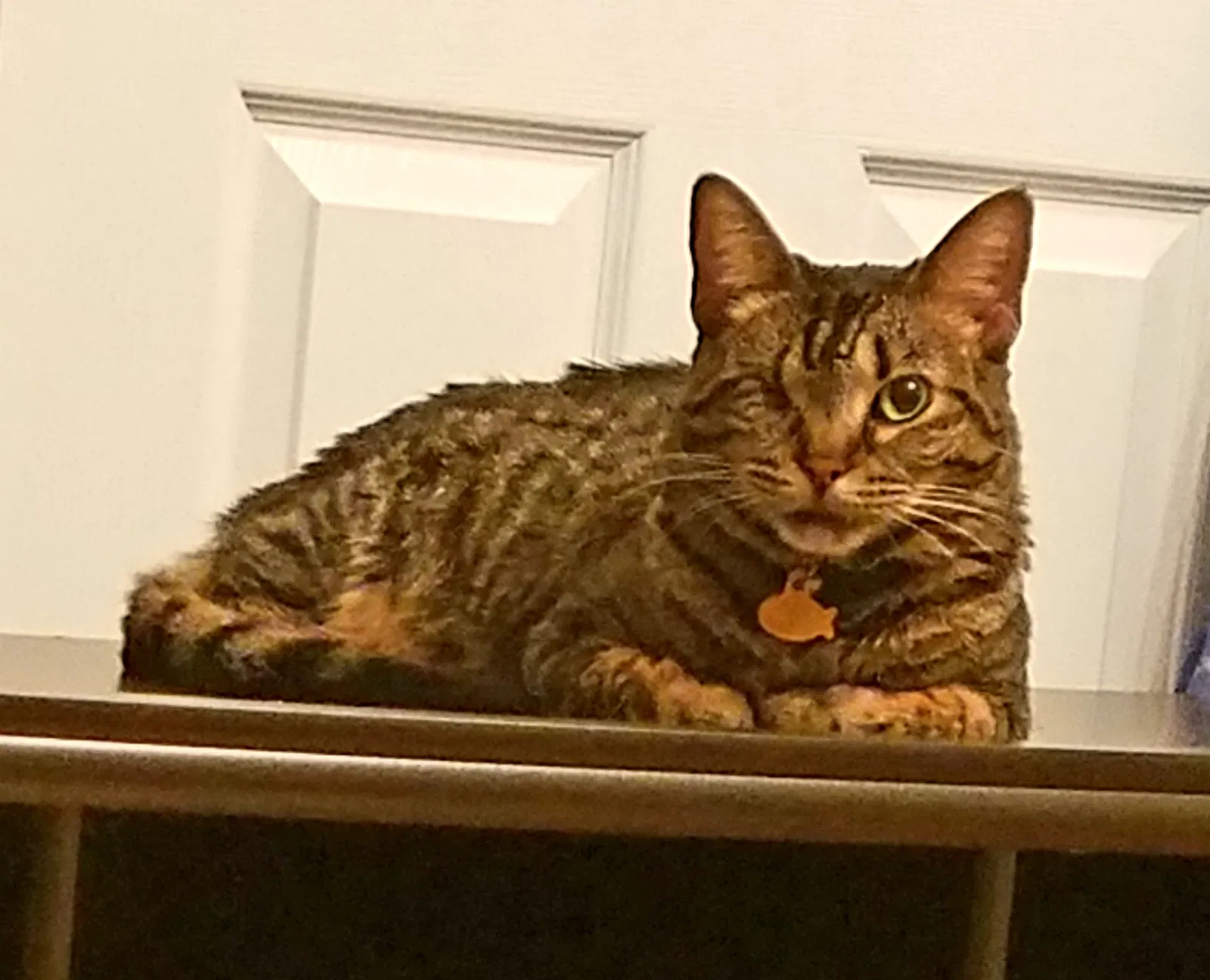 Lost cat in Port Charlotte, FL, 33948