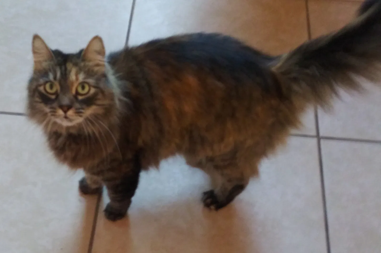 Lost cat in Hesperia, CA, 92344