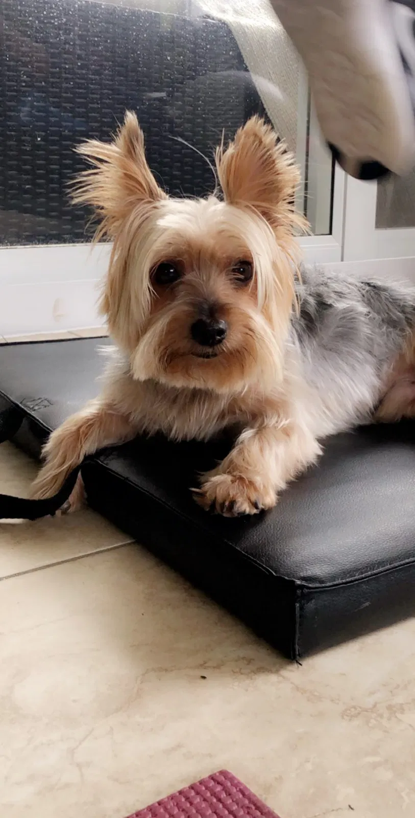 Lost dog in Miami, FL, 33179