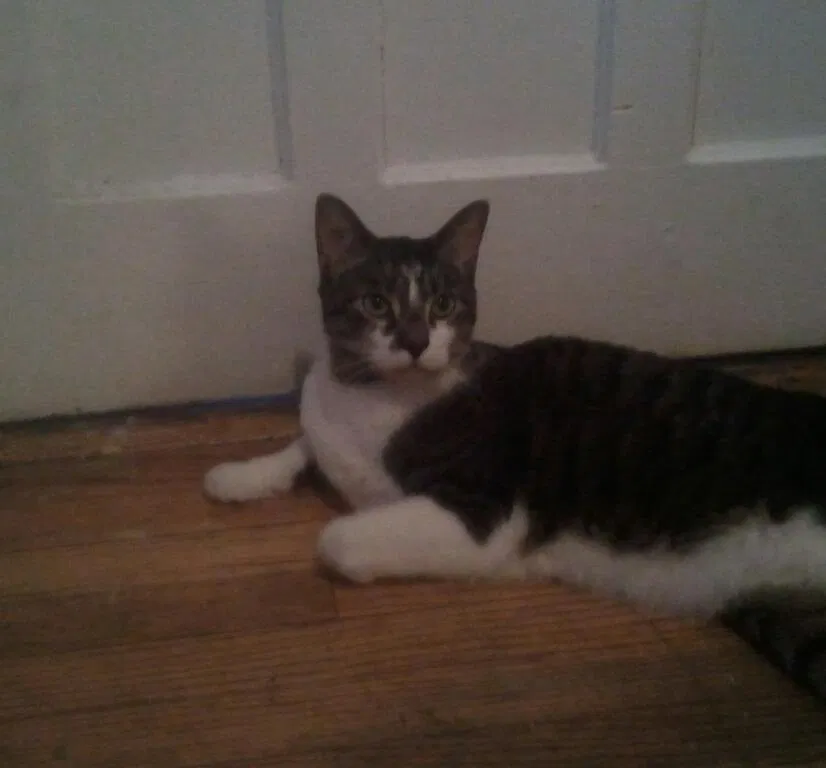 Lost cat in Schenectady, NY, 12308