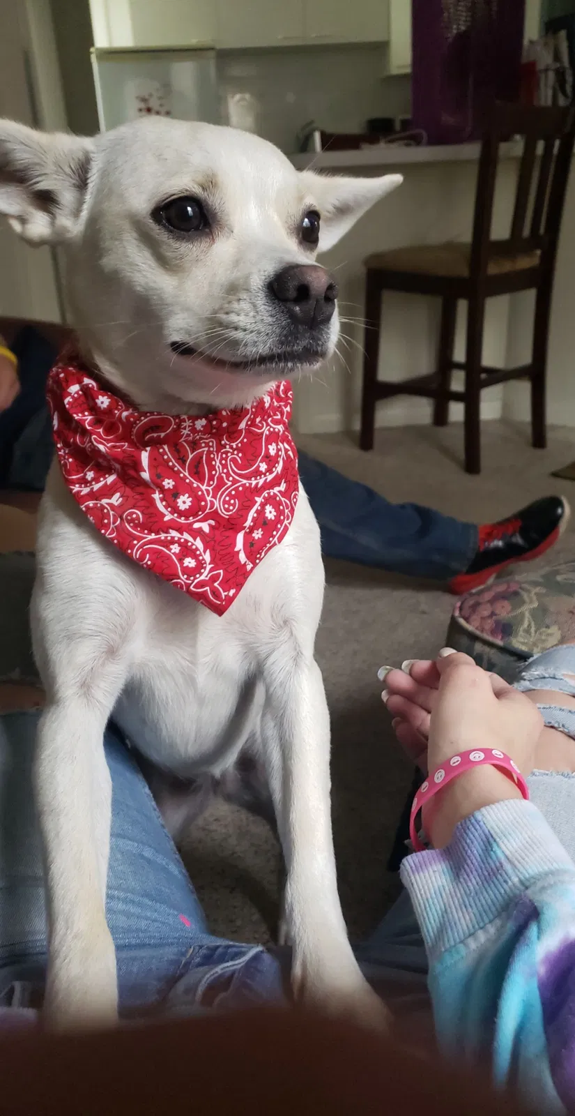 Lost dog in Lakeland, MN, 55043