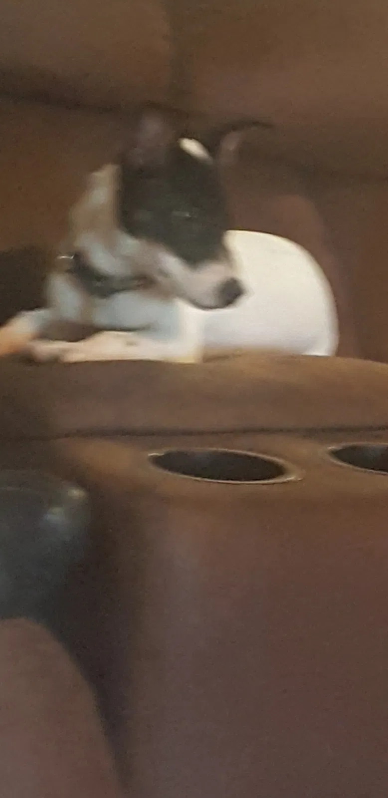 Lost dog in Loranger, LA, 70446