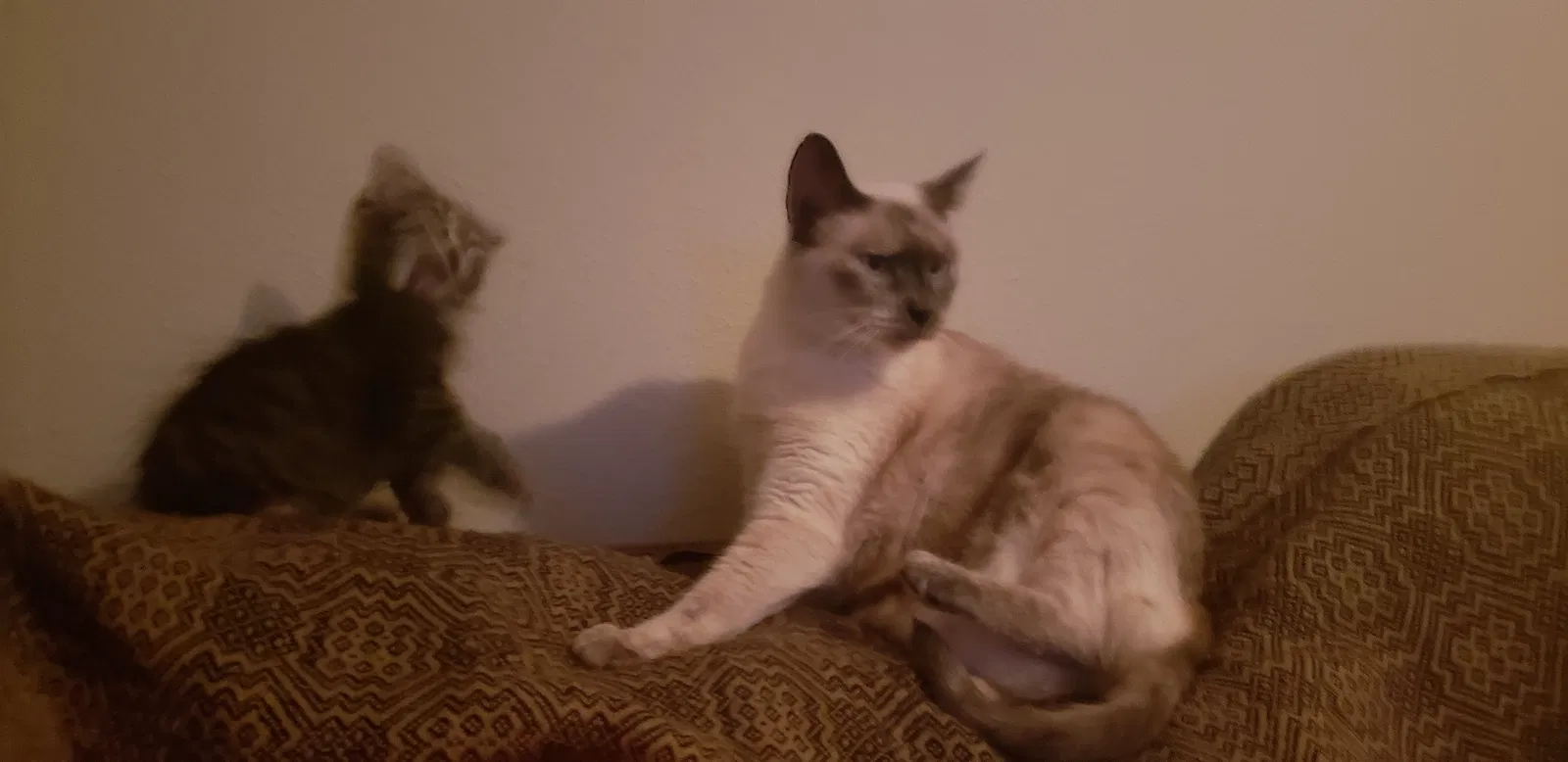 Lost cat in Tulsa, OK, 74112