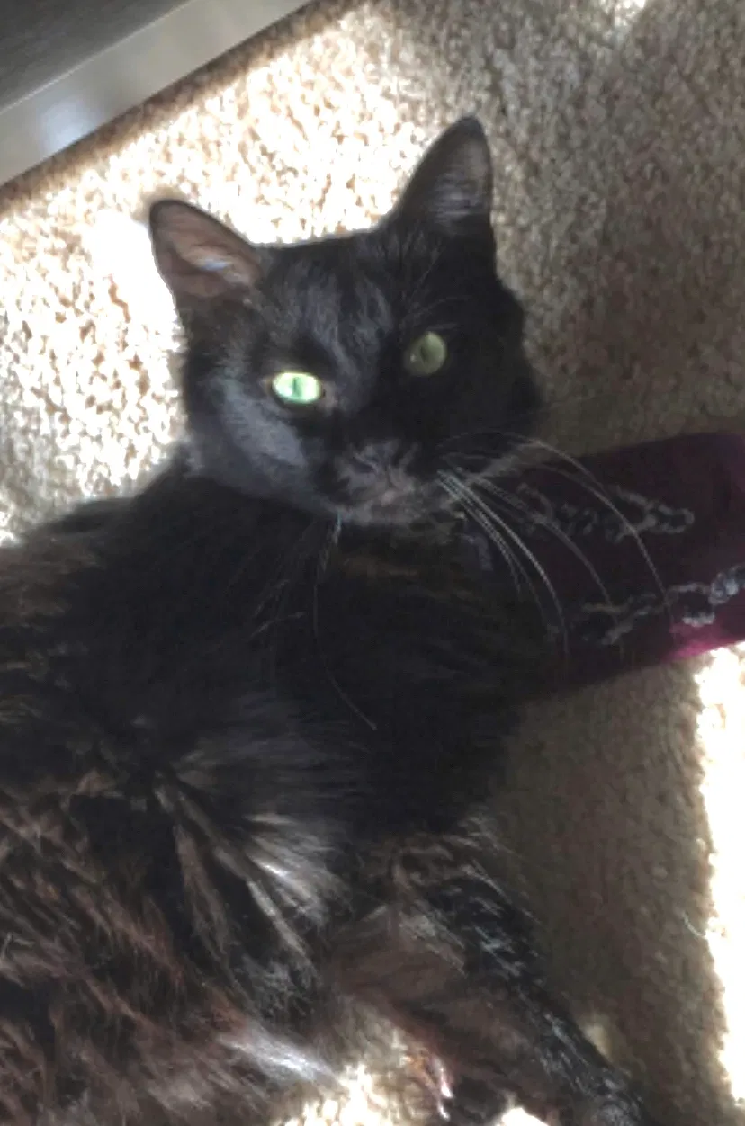 Lost cat in Gulfport, MS, 39501