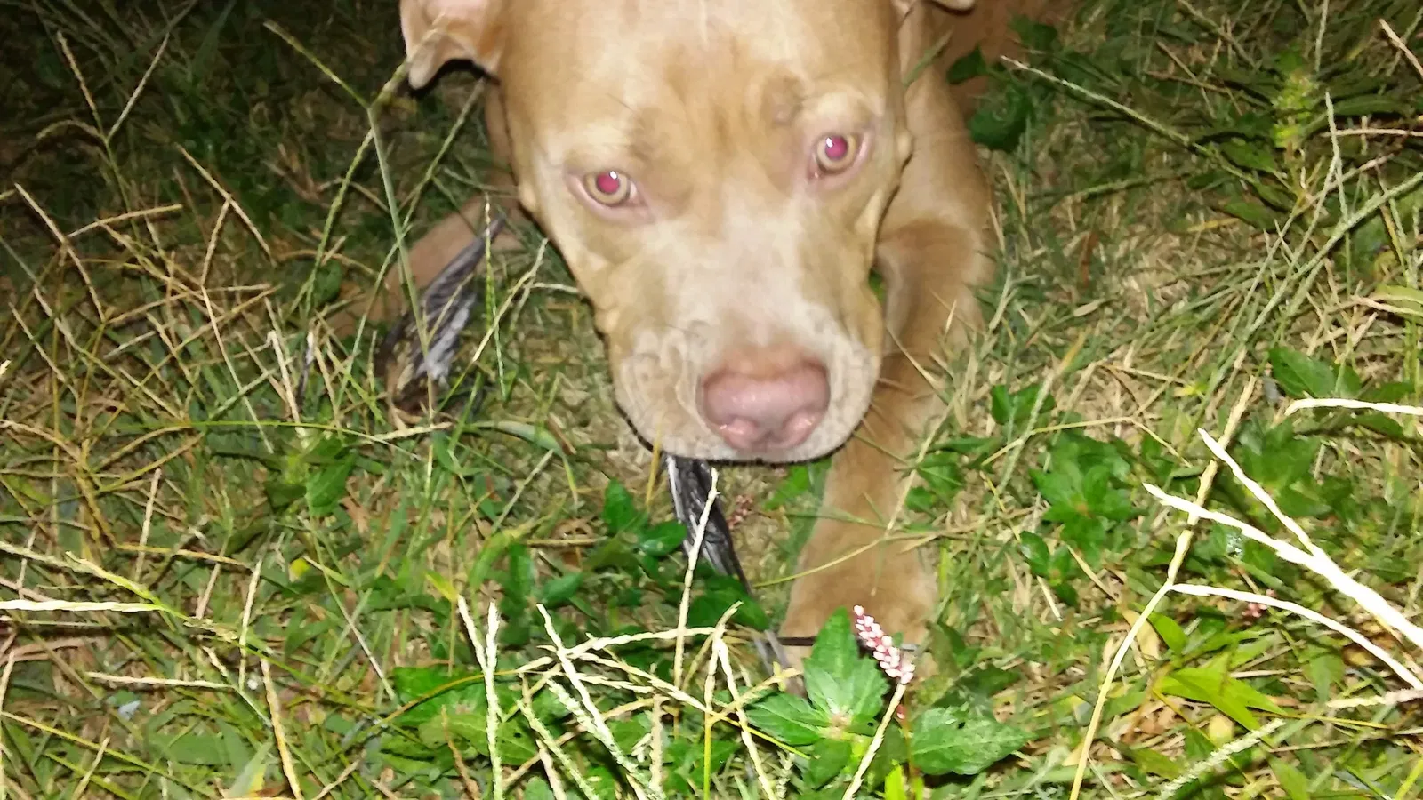 Lost dog in Mooresville, NC, 28115