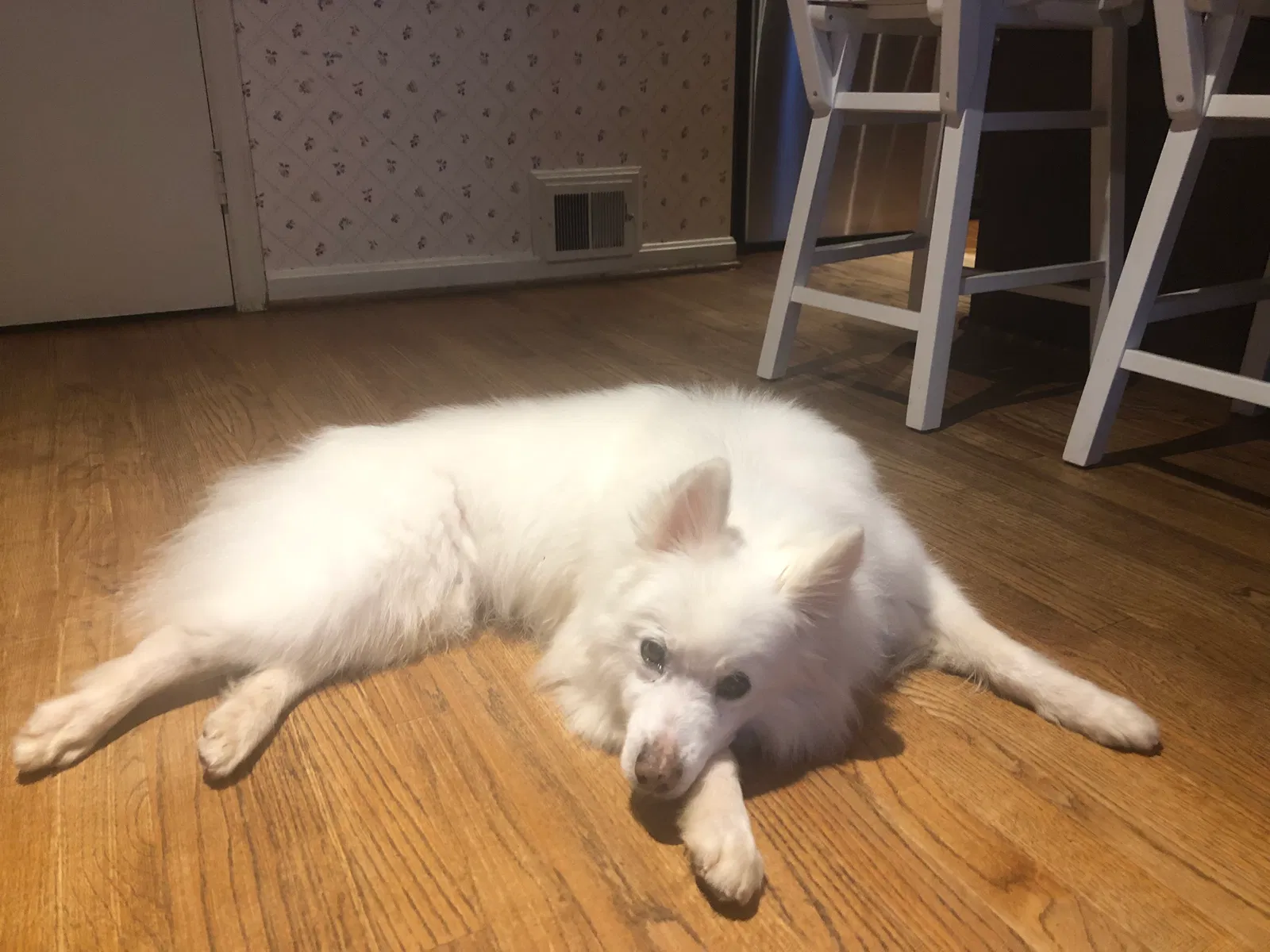 Lost dog in Bethesda, MD, 20817