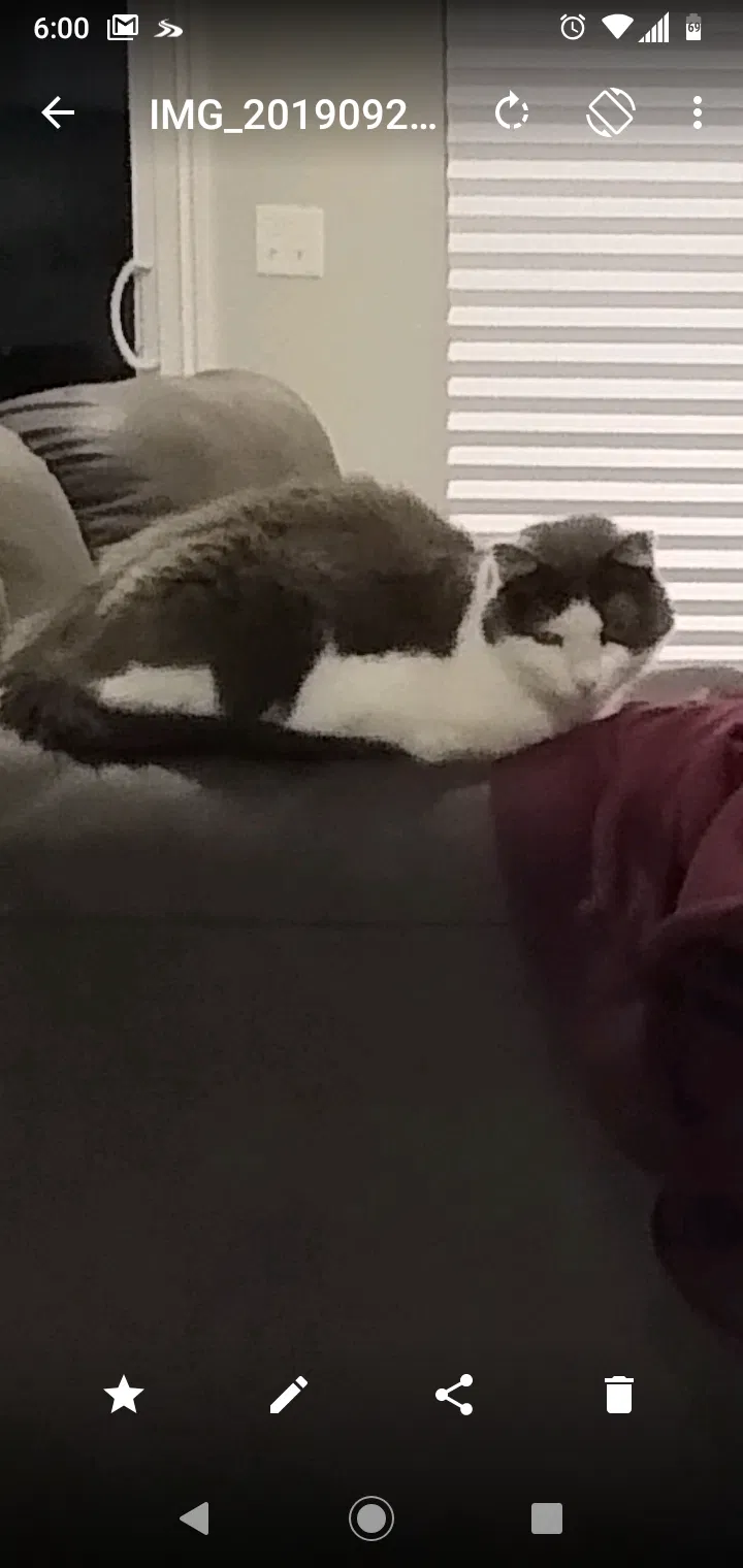 Lost cat in Utica, MI, 48315