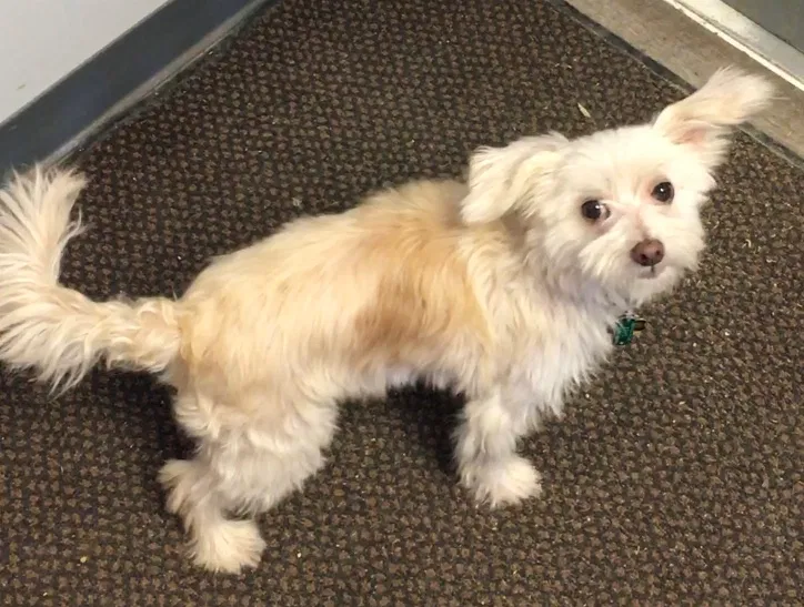Lost dog in Montvale, VA, 24122
