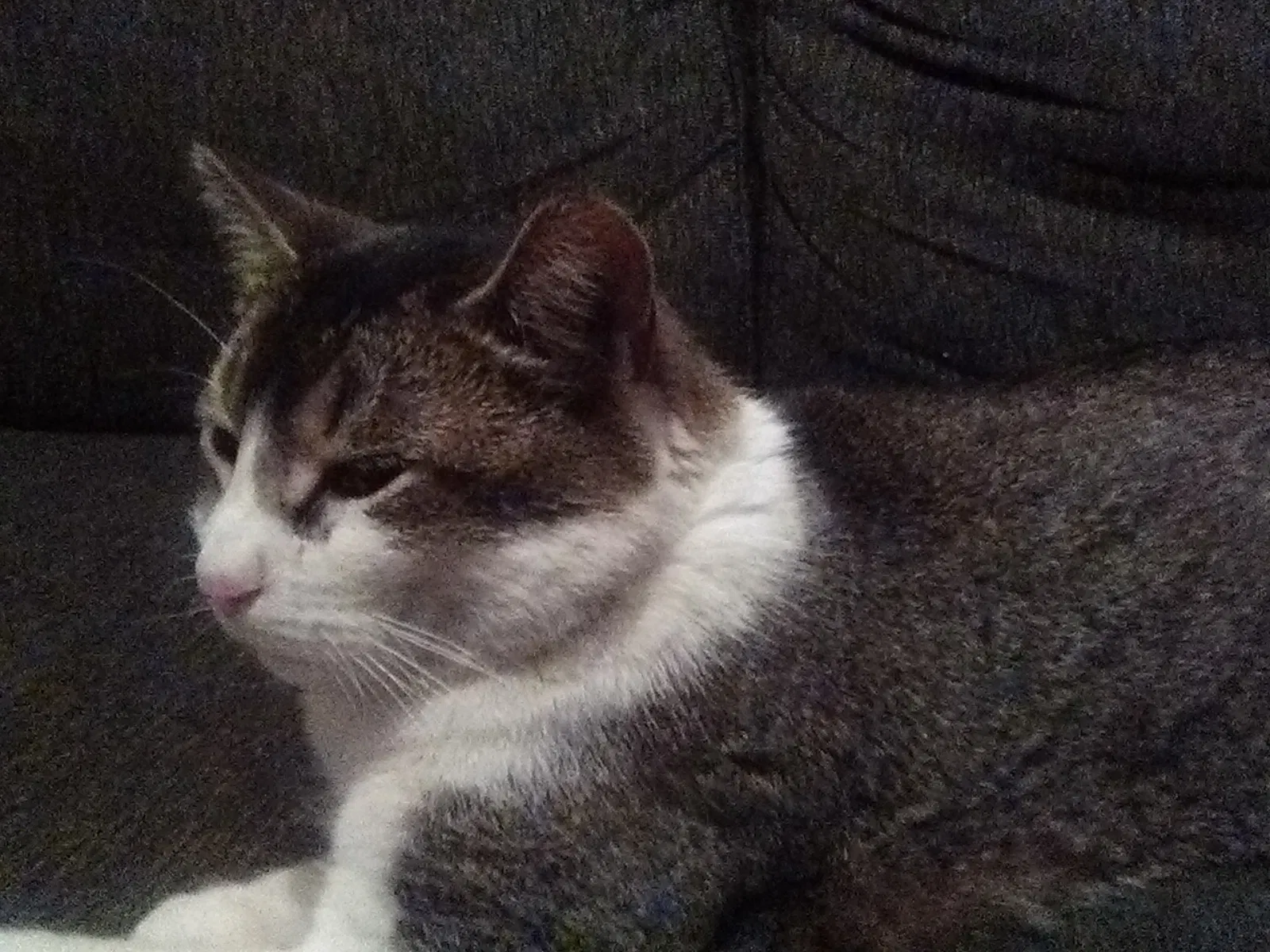 Lost cat in Chicago, IL, 60651