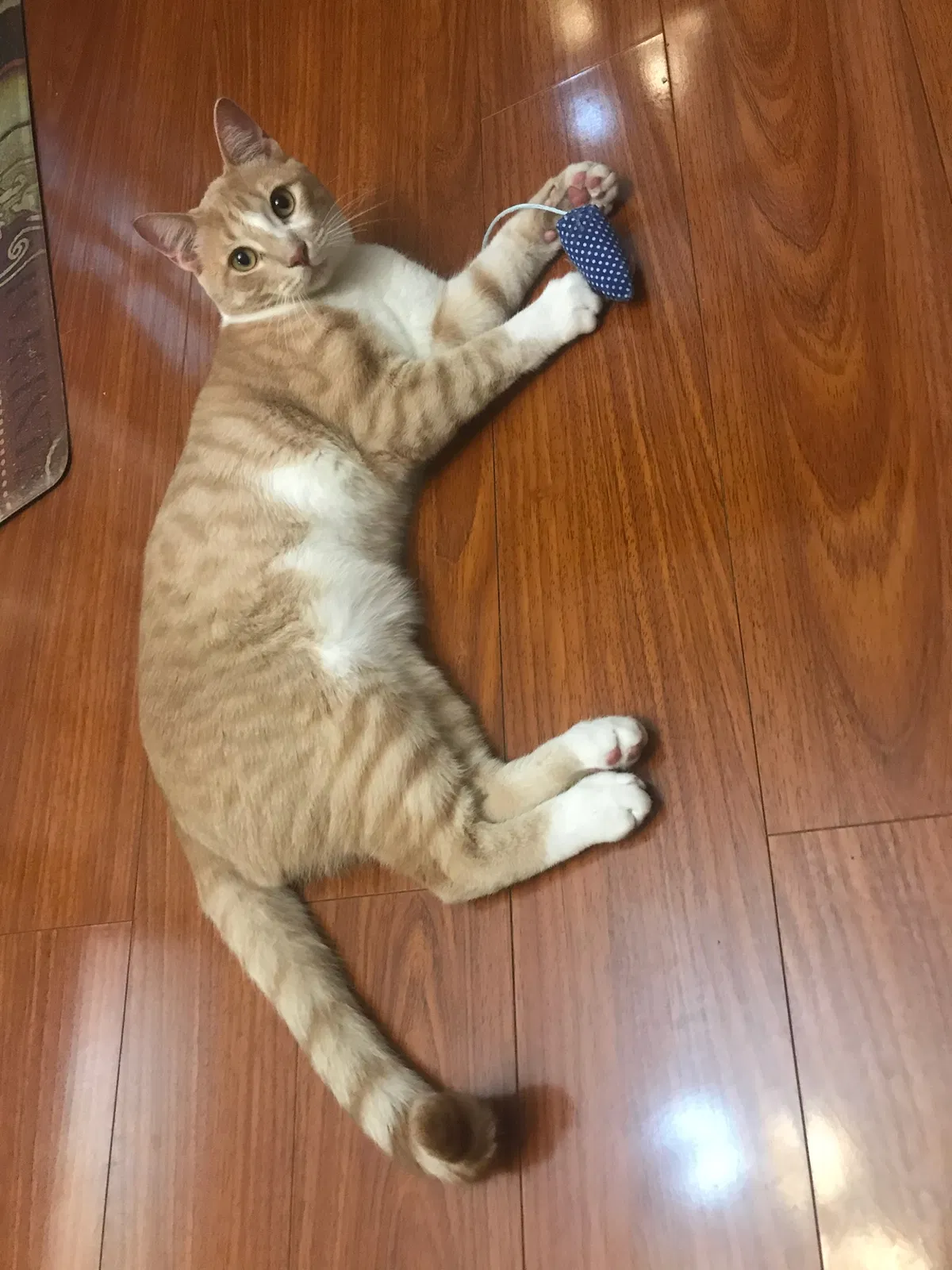 Lost cat in Round Rock, TX, 78665