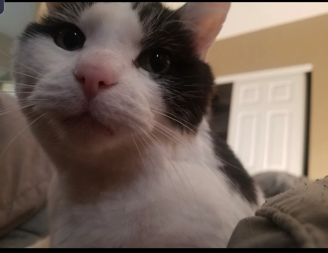 Lost cat in Thornton, CO, 80241