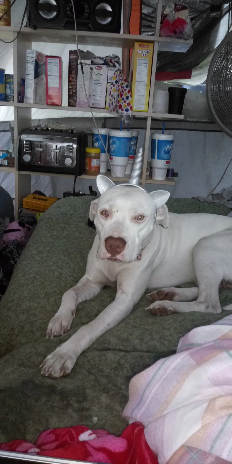 Lost dog in Cocoa, FL, 32927
