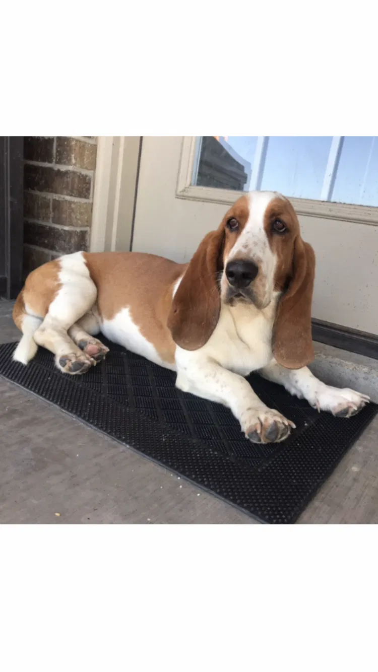 Lost dog in Hereford, TX, 79045