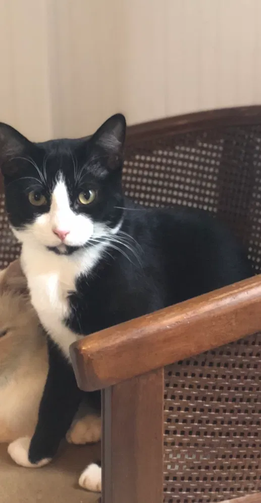Lost cat in Charlton, MA, 1507