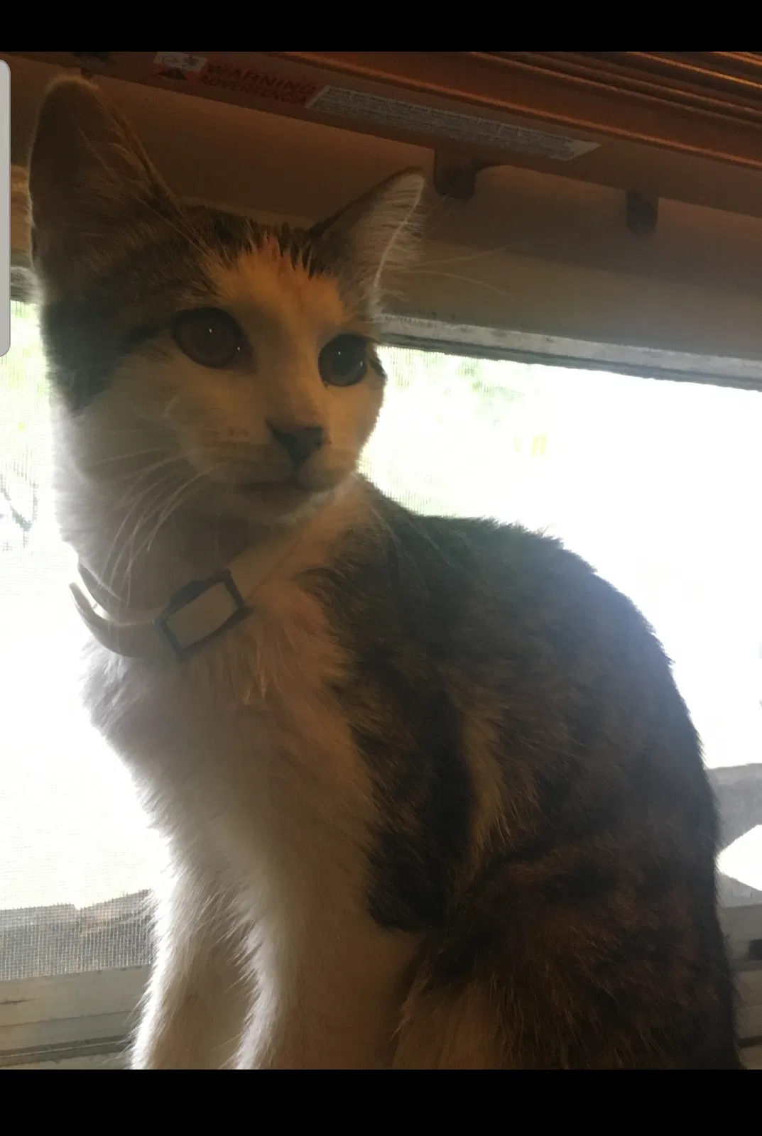 Lost cat in Topeka, KS, 66606