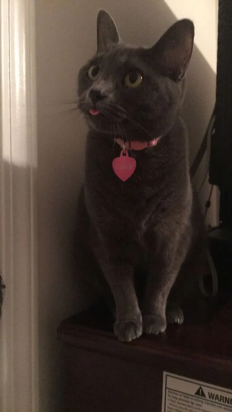 Lost cat in Birmingham, AL, 35243