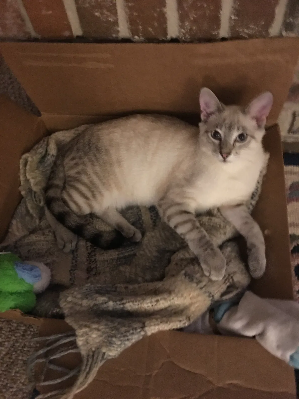 Lost cat in Seabrook, TX, 77586