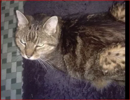 Lost cat in Atlanta, GA, 30306