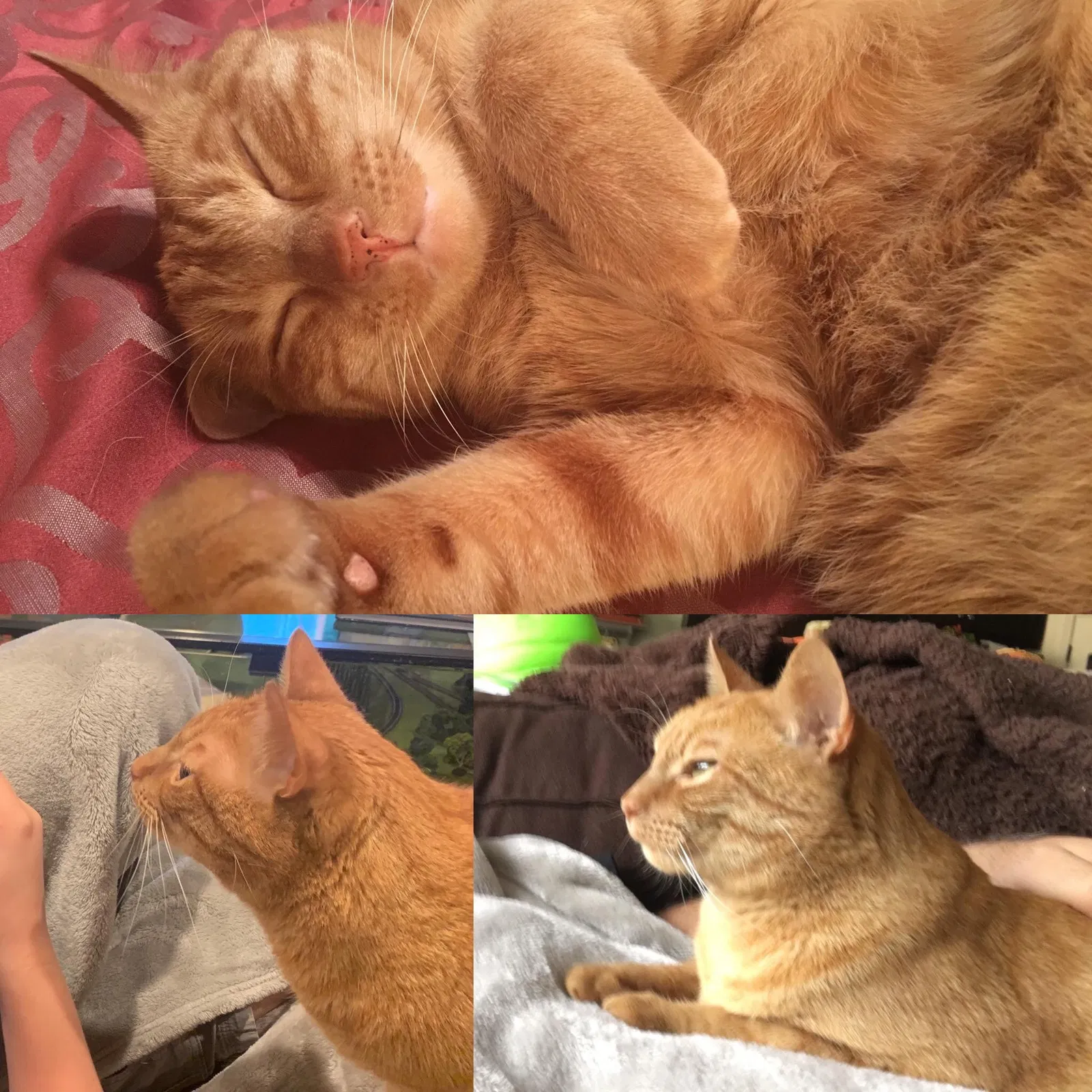 Lost cat in Tracy, CA, 95391