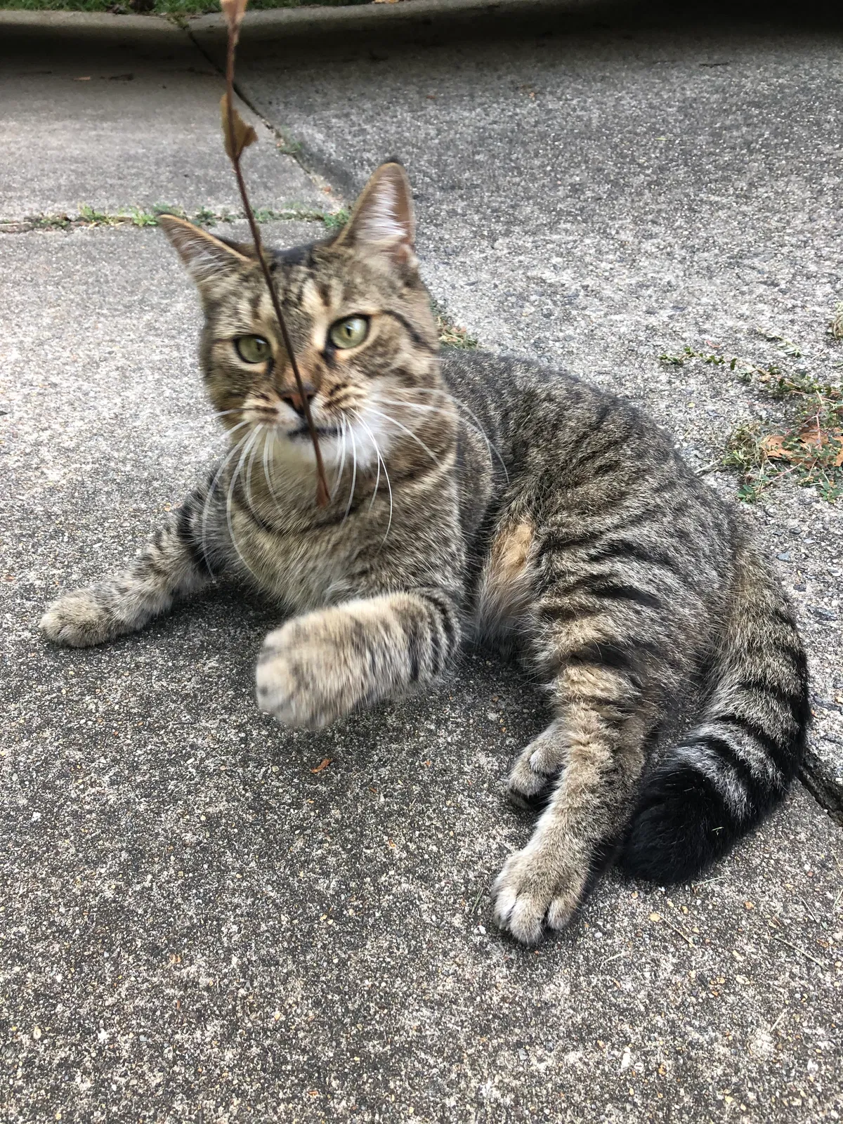 Lost cat in Dumfries, VA, 22025