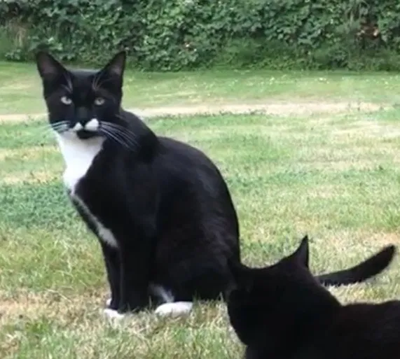 Lost cat in Olympia, WA, 98502