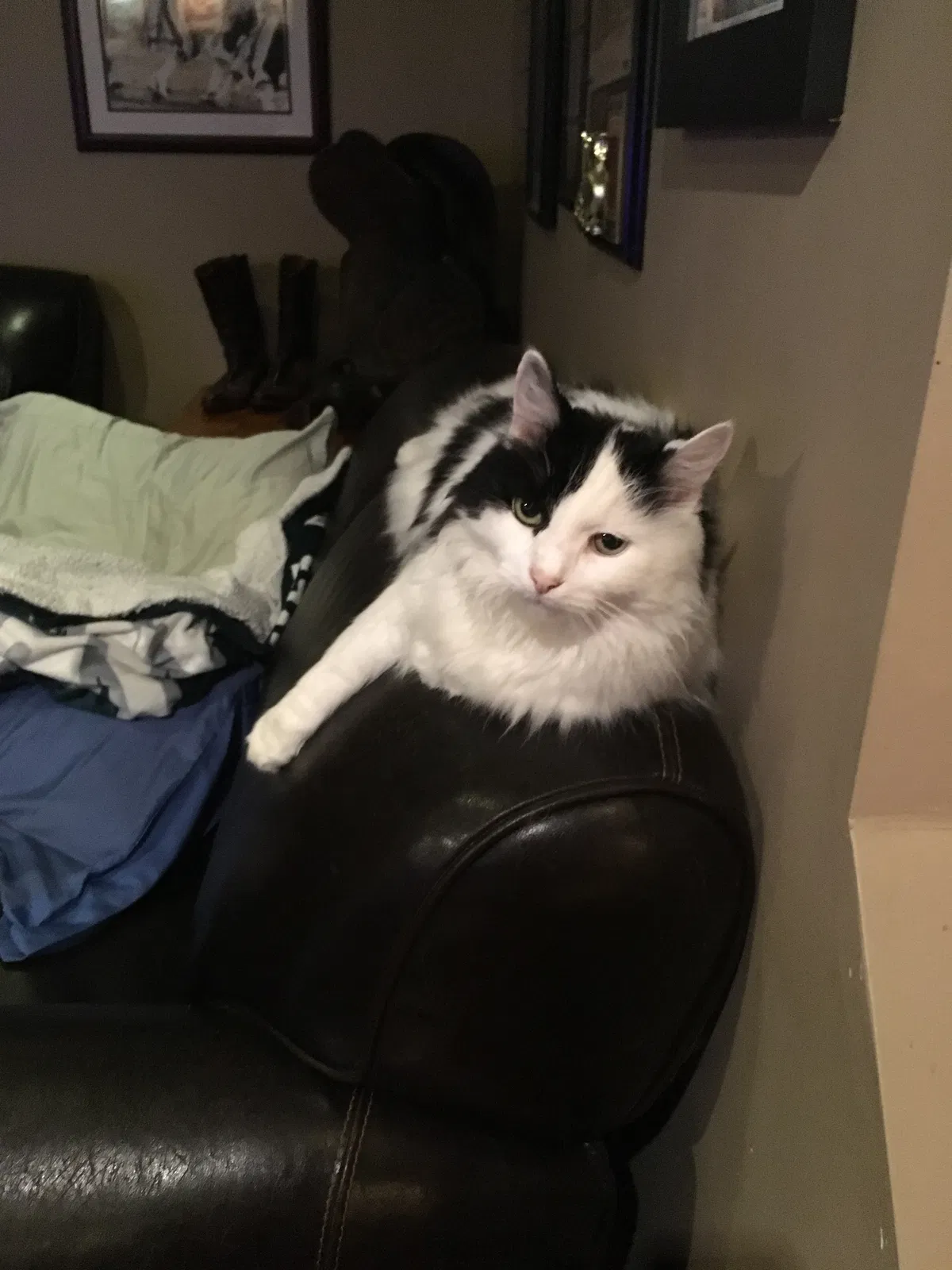 Lost cat in Ottsville, PA, 18942