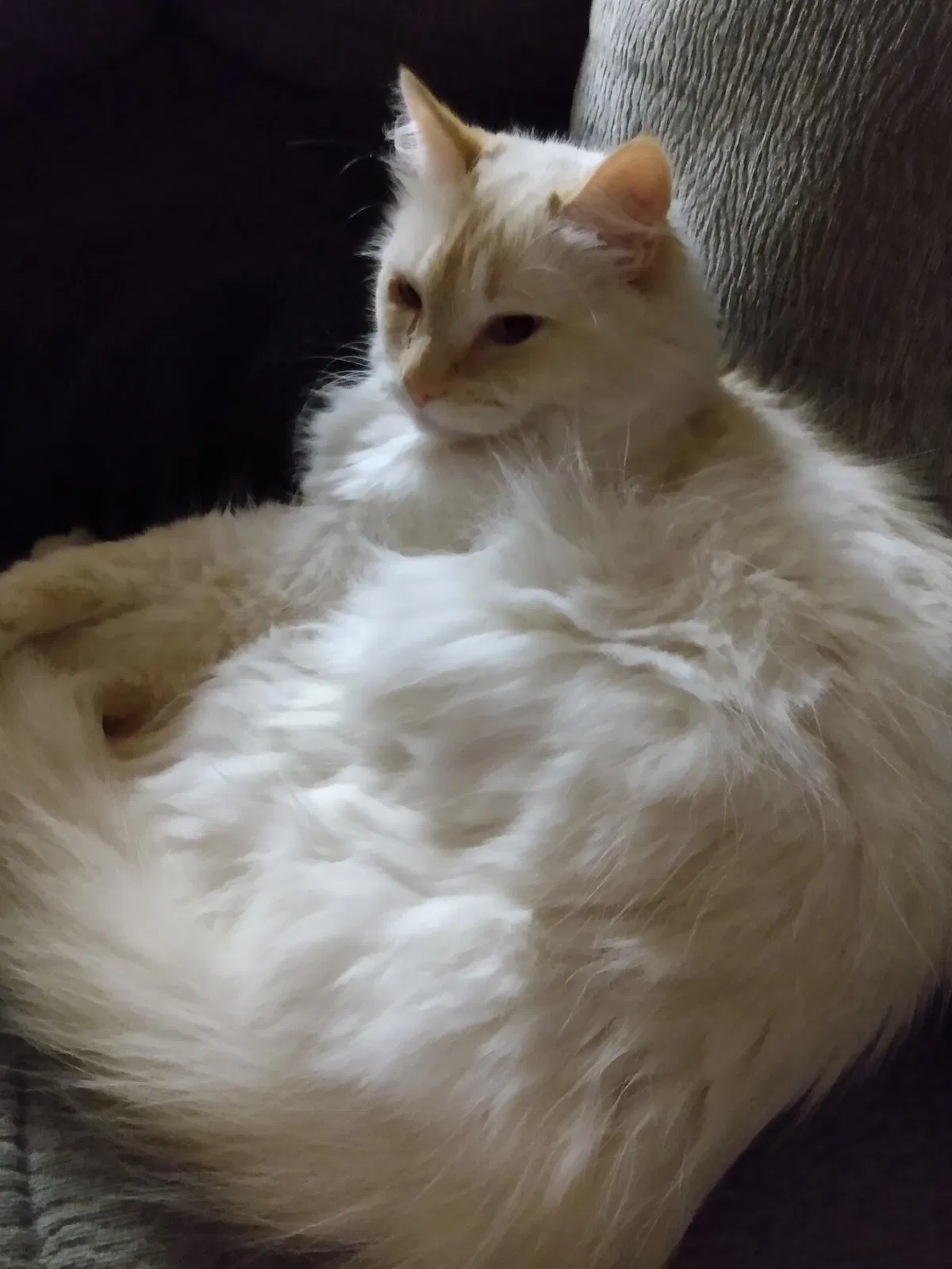 Lost cat in Houma, LA, 70360