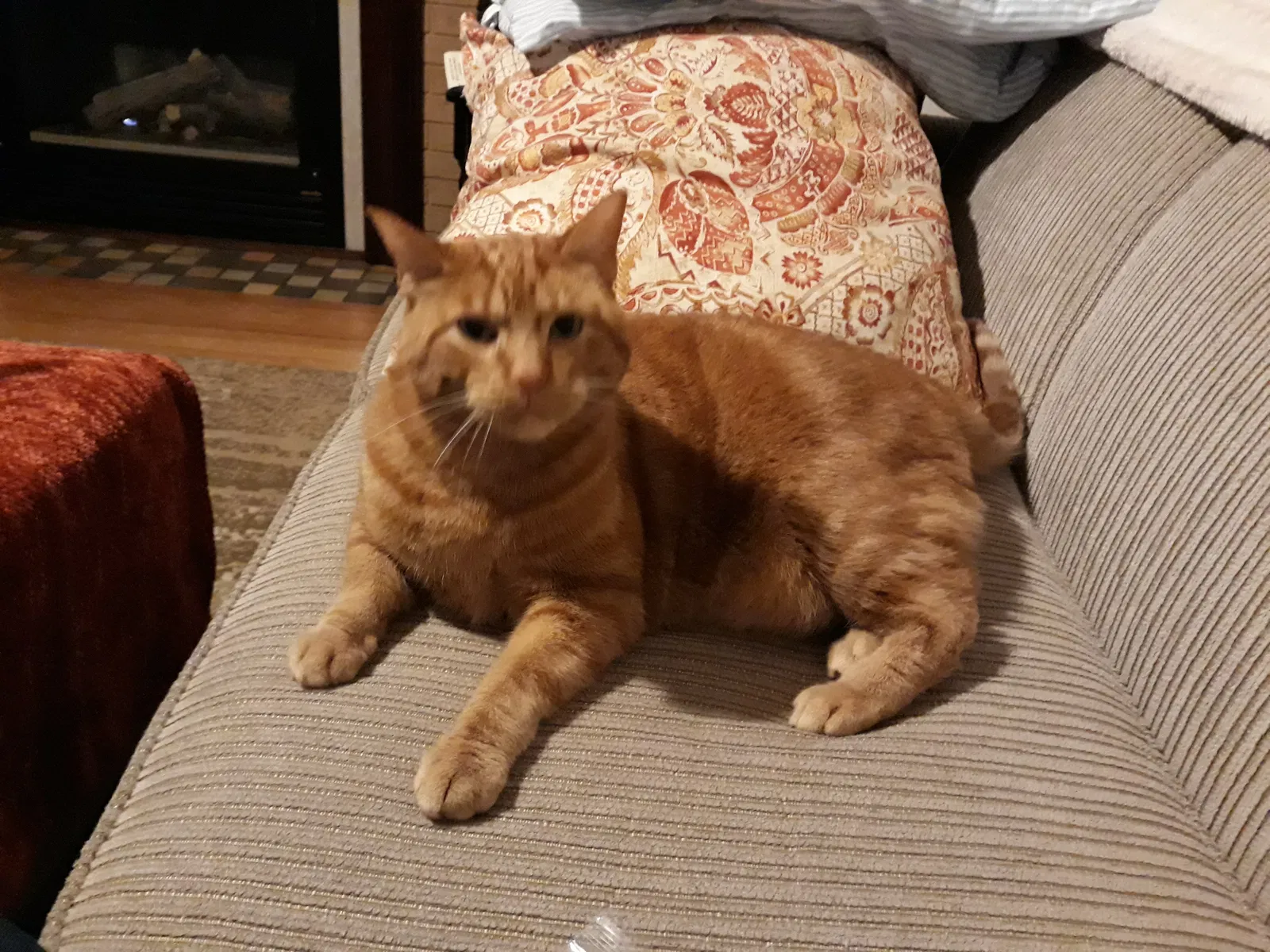 Lost cat in Milwaukee, WI, 53214